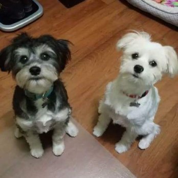 Fidos Home Pet Inn & Spa - Pet Groomers Near Me - Katy, Texas Fidos Home Pet Inn & Spa - Pet Groomers Near Me - Katy, Texas