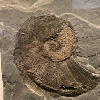 Urwelt-Museum Hauff - Ammonite with a fish stuck inside it. - Museums Near Me - Holzmaden, BW
