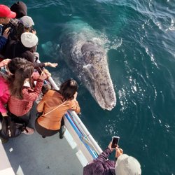 Newport Landing - Gray whale being viewed on whale watch
