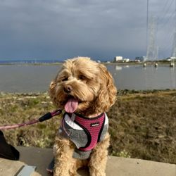 Seal Point Dog Park