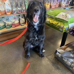 Autumn Wind  ready for self wash stationAutumn Wind loves her baths and treats here!! She loves her groomer here too.