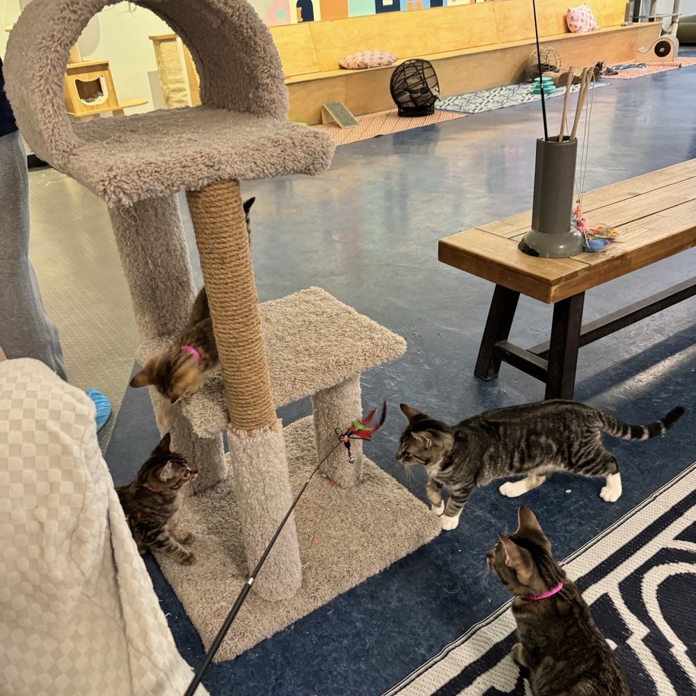 Mini Cat Town - Pet Adoption Near Me - San Jose, California Mini Cat Town - Pet Adoption Near Me - San Jose, California
