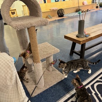 Mini Cat Town - Pet Adoption Near Me - San Jose, California