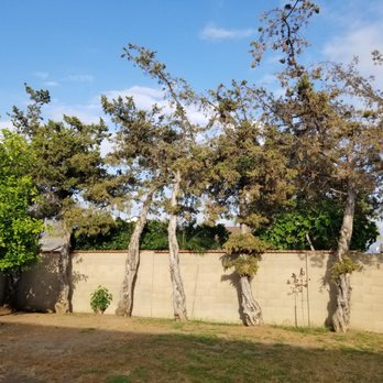V & A Tree Service - Before... - Tree Services Near Me - Garden Grove, California V & A Tree Service - Before... - Tree Services Near Me - Garden Grove, California