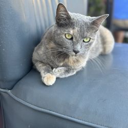 Petricor - Café cat