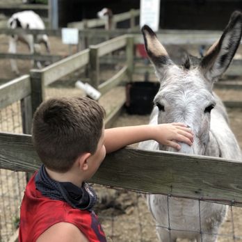 Berlin Orchards - Donkey - Pumpkin Patches Near Me - Berlin, Massachusetts