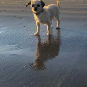 Larchmont Doggie Beach - Jackie watching other dogs play in dirty water - Beaches Near Me - Larchmont, New York Larchmont Doggie Beach - Jackie watching other dogs play in dirty water - Beaches Near Me - Larchmont, New York