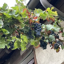 Weingut Nippgen