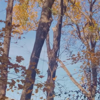 Arborology Tree and Stump - Tree Services Near Me - Hermitage, Tennessee
