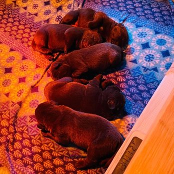 Spellcast Labradors - Awwww, ultimate cuteness . Puppies! - Pet Breeders Near Me Spellcast Labradors - Awwww, ultimate cuteness . Puppies! - Pet Breeders Near Me