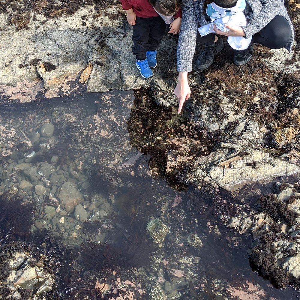 Fitzgerald Marine Reserve - Kids love seeing the snails and small fish - Parks Near Me - Moss Beach, California