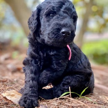 Kel's Tails - Pet Breeders Near Me