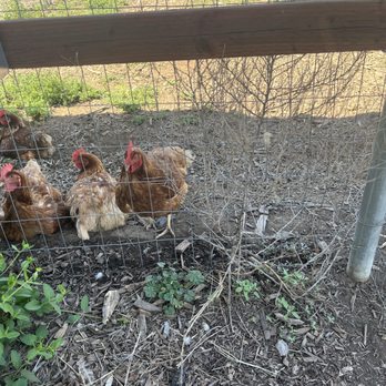 Happy Hens - Cute chickens - Attraction Farms Near Me - Ramona, California Happy Hens - Cute chickens - Attraction Farms Near Me - Ramona, California