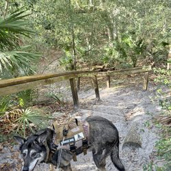 Anastasia State Park - My dog Thor at the campsite