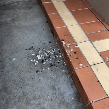 Quality Hotel Parklake Shepparton - Bird crap around the entrance... indicative of inattentive management - Hotels Near Me - Shepparton, VIC