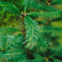 McFarland's Tree Service
