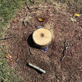 Jansaki Tree Service - Magnolia removal - Tree Services Near Me - Clearwater, Florida Jansaki Tree Service - Magnolia removal - Tree Services Near Me - Clearwater, Florida