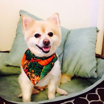 Super Pups - Pet Groomers Near Me - Lakewood, Colorado Super Pups - Pet Groomers Near Me - Lakewood, Colorado