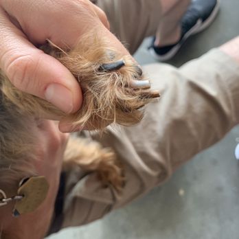 Happy Dog Spaw - Other paw - Pet Groomers Near Me - Bonita, California