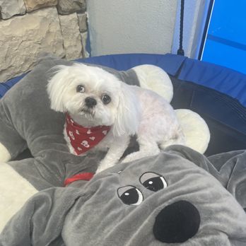 Puppy Love Grooming - Pet Groomers Near Me - El Paso, Texas Puppy Love Grooming - Pet Groomers Near Me - El Paso, Texas