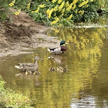 Mountain Lake Park - Parks Near Me Mountain Lake Park - Parks Near Me