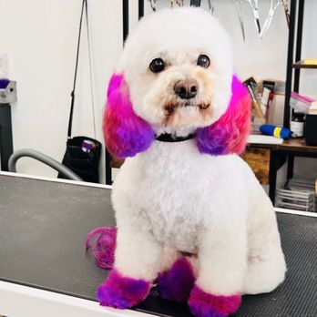 Urban Wag Pet Spa Arizona - Pet Groomers Near Me - Phoenix, Arizona Urban Wag Pet Spa Arizona - Pet Groomers Near Me - Phoenix, Arizona