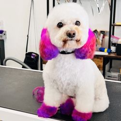 Urban Wag Pet Spa Arizona