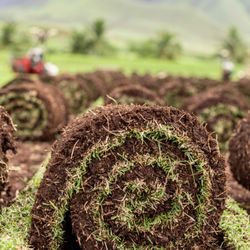 Ukumehame Sod Farm