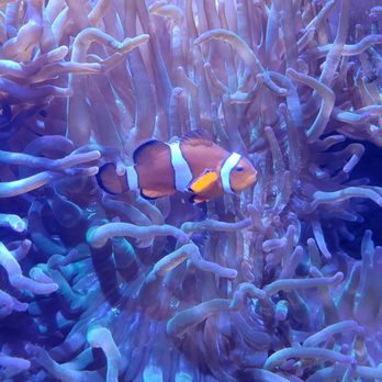 ABQ BioPark Aquarium - Aquariums Near Me - Albuquerque, New Mexico