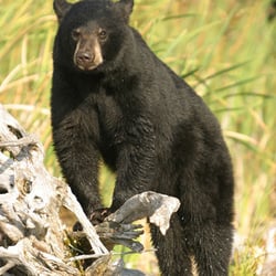 Errington's Wilderness Island - Black Bear Viewing and Photography