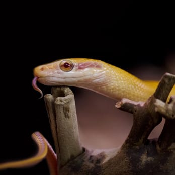 Evolution Reptiles - Pet Stores Near Me - Kidlington, OXF