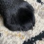 Photo of Platinum Pooch Grooming