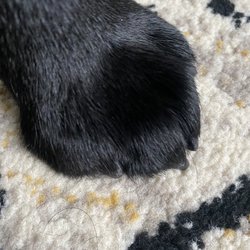 Platinum Pooch Grooming