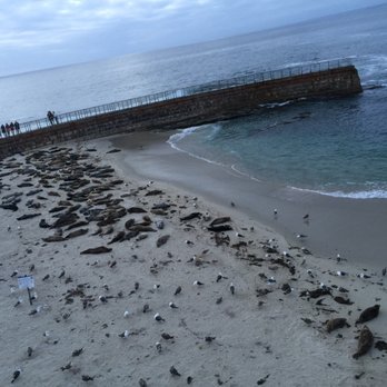 La Jolla Cove - Lots of scavenging gulls. - Parks Near Me - La Jolla, California La Jolla Cove - Lots of scavenging gulls. - Parks Near Me - La Jolla, California