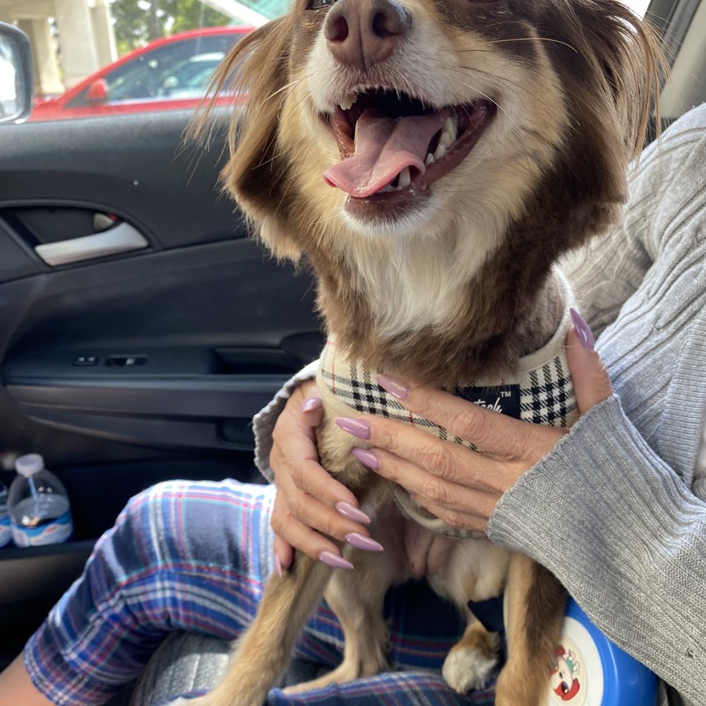 Pets R Us - Pet Sitting Near Me - Glendale, California Pets R Us - Pet Sitting Near Me - Glendale, California
