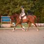 Photo of Allegro Equestrian