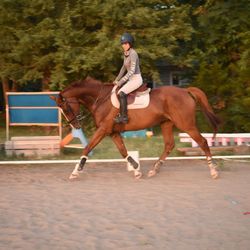 Allegro Equestrian