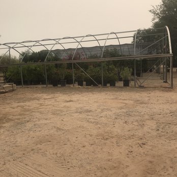 Desert Trees - Nurseries & Gardening Near Me - Tucson, Arizona