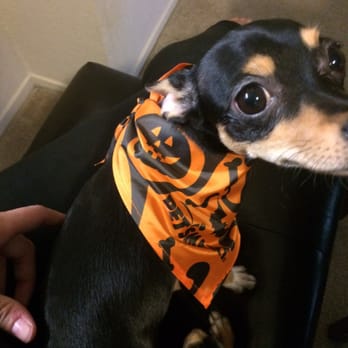 PetSmart - The cute Halloween bandana they gave us for getting her nails clipped! - Pet Stores Near Me - Concord, California PetSmart - The cute Halloween bandana they gave us for getting her nails clipped! - Pet Stores Near Me - Concord, California