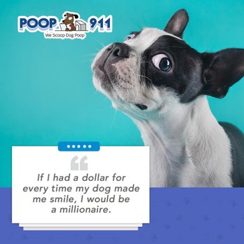 POOP 911 - Pet Waste Removal Near Me POOP 911 - Pet Waste Removal Near Me