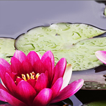 Jiliang Xiao Acupuncture PC - Acupuncture Near Me - Williston Park, New York Jiliang Xiao Acupuncture PC - Acupuncture Near Me - Williston Park, New York