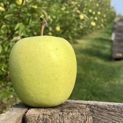 J W Morlock & Girls - Apples 2025 Facebook post  https://www.jwmorlockandgirls.com/