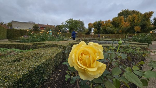 The King's Garden by null