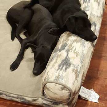 Adopt A Doggie - They are so good!! - Pet Adoption Near Me Adopt A Doggie - They are so good!! - Pet Adoption Near Me