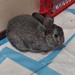 Animal Adoption - Rescued after attack from unknown animal