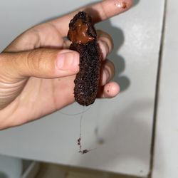 Insomnia Cookies - Chocolate chunk cookie with a hair baked in the center