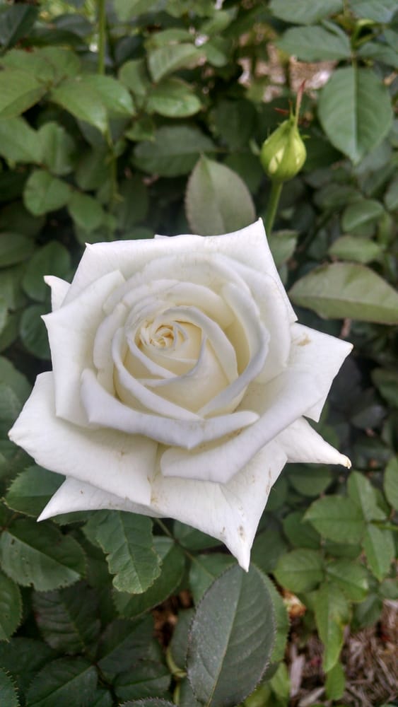 KREMSER’S PLANT FARM & NURSERY 208 Buckhead Ln, Swansea, SC Yelp