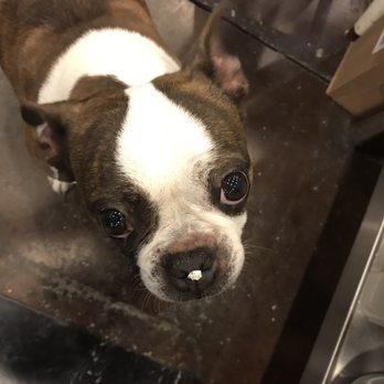 Dog City Bakery - What did you get into now Lily!!! - Pet Stores Near Me - Marietta, Georgia