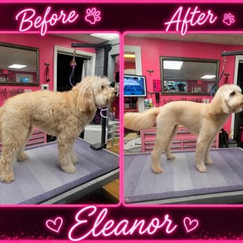 Adrienne's Grooms - Pet Groomers Near Me - Charleston, South Carolina Adrienne's Grooms - Pet Groomers Near Me - Charleston, South Carolina