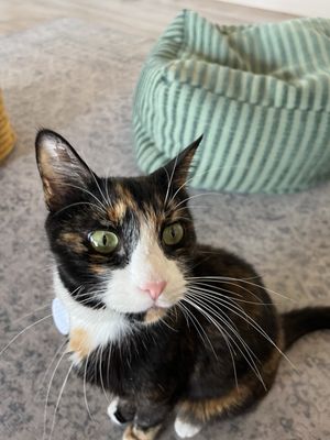 HUNTER’S KITTEN LOUNGE - Updated August 2025 - 70 Photos & 11 Reviews